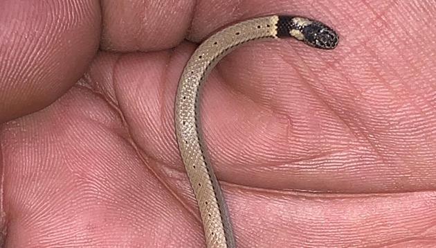 The Cantor’s Black-headed snake in Khan’s palm.(PHOTO: VIKRAM JIT SINGH)