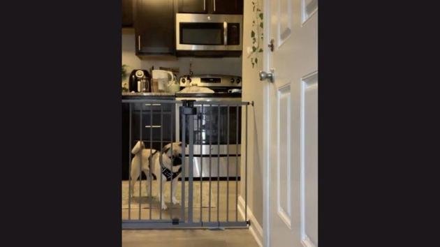 The image shows a pug named Hank. (Instagram/@murrygee) The image shows a pug named Hank. (Instagram/@murrygee)