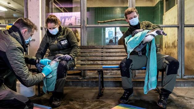 A Humboldt penguin gets vaccinated against bird flu at the Copenhagen Zoo in Denmark on December 1. (Ritzau Scanpix / Mads Claus Rasmussen via REUTERS ) A Humboldt penguin gets vaccinated against bird flu at the Copenhagen Zoo in Denmark on December 1. (Ritzau Scanpix / Mads Claus Rasmussen via REUTERS )
