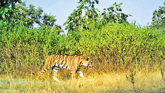 All non-government members of the State wildlife board unanimously welcomed the decision to declare Kanhargaon a sanctuary.(Photo Courtesy- Maharashtra Forest Department) All non-government members of the State wildlife board unanimously welcomed the decision to declare Kanhargaon a sanctuary.(Photo Courtesy- Maharashtra Forest Department)