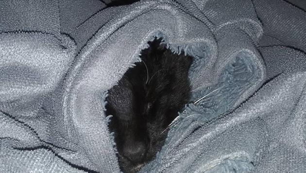 The image shows a cat wrapped in a sheet. (Instagram/@the_cosmic_boys) The image shows a cat wrapped in a sheet. (Instagram/@the_cosmic_boys)