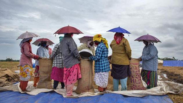 Farmers pack paddy crop after harvest in Alappuzha, Kerala on December 5. Of the new recovered cases in the previous 24 hours,76.6% are observed to be concentrated in 10 states and UTs. Simultaneously, of the new infections, 75.70% are from 10 states and UTs, the ministry said. (R S Iyer / AP) Farmers pack paddy crop after harvest in Alappuzha, Kerala on December 5. Of the new recovered cases in the previous 24 hours,76.6% are observed to be concentrated in 10 states and UTs. Simultaneously, of the new infections, 75.70% are from 10 states and UTs, the ministry said. (R S Iyer / AP)