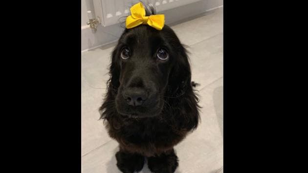 The image shows Nellie the doggo. (Twitter/@dog_rates) The image shows Nellie the doggo. (Twitter/@dog_rates)