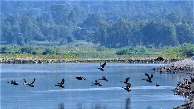A view of Asan Conservation Reserve, a wetland in Dehradun district.(HT file photo)
