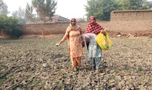 Women working in their field at Deon village in Bathinda district on Sunday.(Sanjeev Kumar/HT)