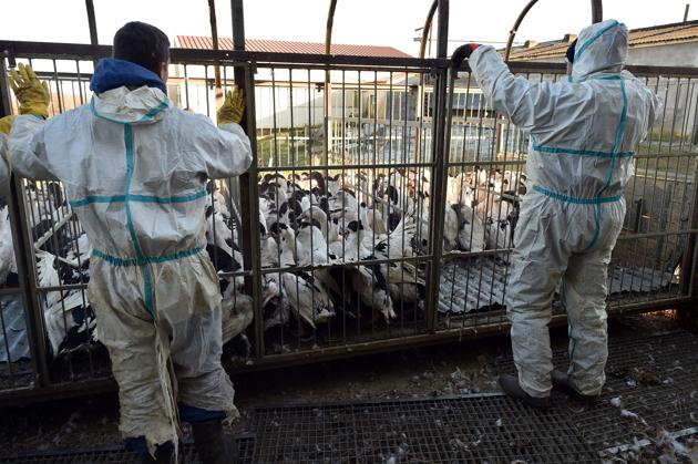 The spread of the virus in Europe prompted France to raise its bird flu security alert to “high” in early November. (AFP) The spread of the virus in Europe prompted France to raise its bird flu security alert to “high” in early November. (AFP)