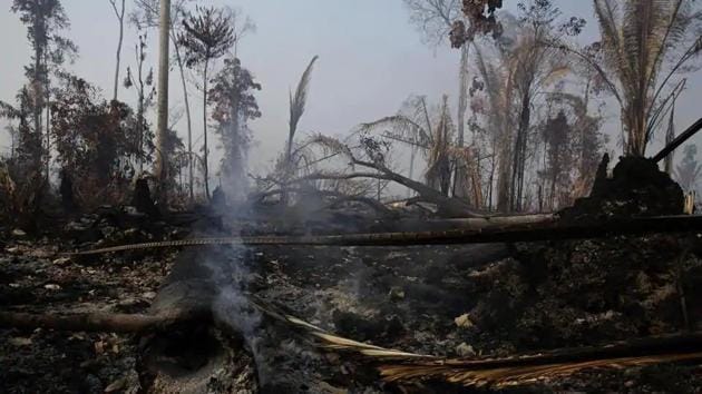 The Amazon plays a vital role in curbing climate change, but destruction of the rainforest has only accelerated in recent years, found the study by the Amazon Geo-Referenced Socio-Environmental Information Network (RAISG). (AP file photo for representation) The Amazon plays a vital role in curbing climate change, but destruction of the rainforest has only accelerated in recent years, found the study by the Amazon Geo-Referenced Socio-Environmental Information Network (RAISG). (AP file photo for representation)