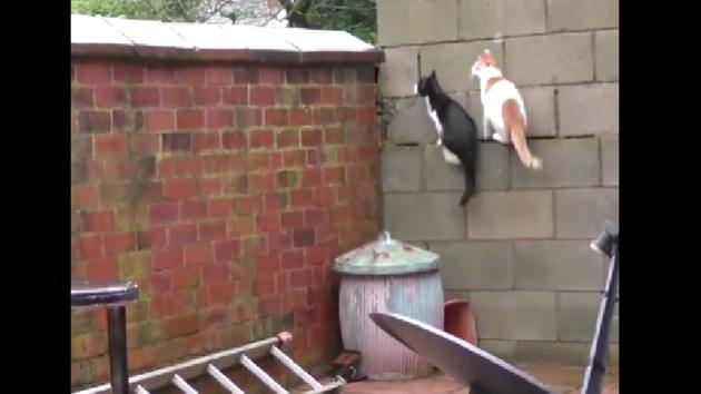 The image shows two cats. (Reddit) The image shows two cats. (Reddit)