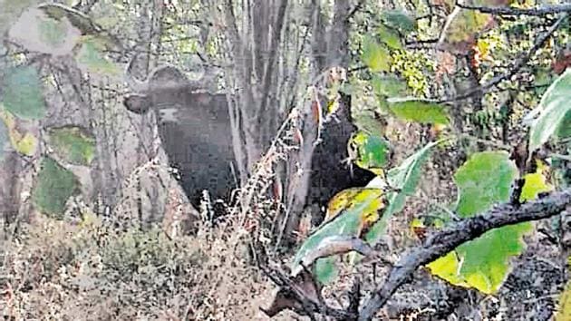 The gaur or Indian bison was spotted by forest guards.(Maharashtra Forest Department)