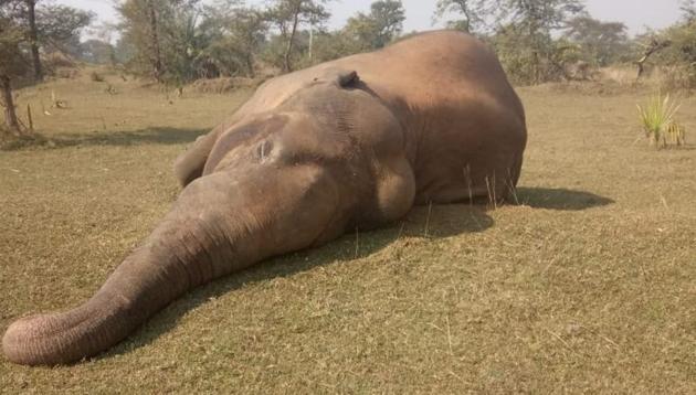 Forest officials had found the carcass of a sub-adult female aged nearly 10 years in the Soraipung range of the Joypur reserve forest in Dibrugarh district on December 3.(Representational image/HT PHOTO)