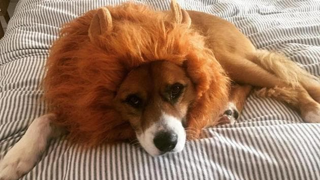 The image shows Chris Evans’ dog named Dodger.(Instagram/@chrisevans) The image shows Chris Evans’ dog named Dodger.(Instagram/@chrisevans)