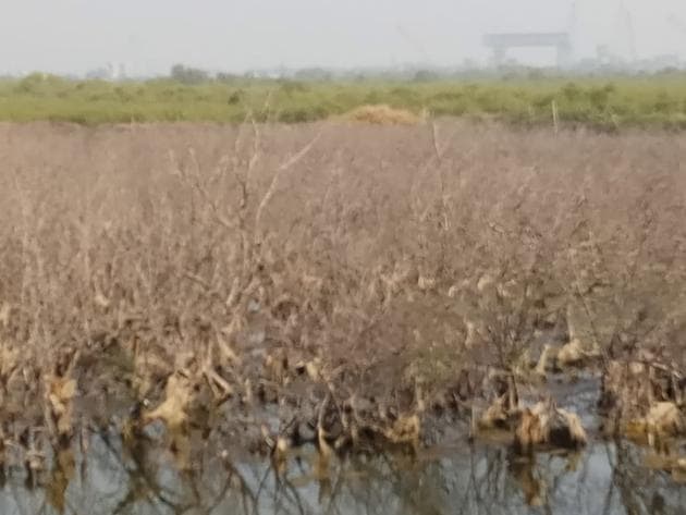 The dry patch in Belpada, Uran.(Sourced)