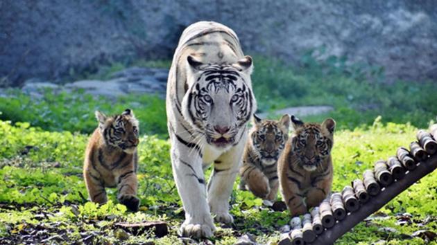 White tigress Diya gave birth to three cubs in November 17. They were since shielded from public gaze. (HT Photo) White tigress Diya gave birth to three cubs in November 17. They were since shielded from public gaze. (HT Photo)