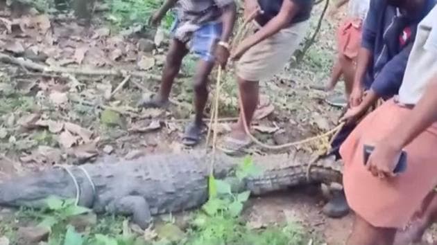The crocodile being rescued in Kerala’s Thrissur district.(ANI)