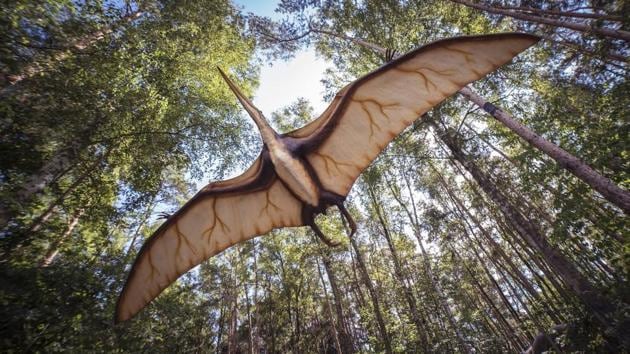 Researchers said on Wednesday a poorly understood Triassic Period reptile group called lagerpetids appear to have been the evolutionary precursor to pterosaurs.(Pixabay)