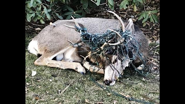The image shows a buck caught in holiday lights. (Twitter/@CPW_SE) The image shows a buck caught in holiday lights. (Twitter/@CPW_SE)