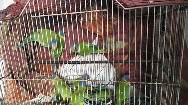Thursday’s meeting was held online to take suggestions and develop strategies to counter wildlife crimes with animal welfare groups. (HT Photo) Thursday’s meeting was held online to take suggestions and develop strategies to counter wildlife crimes with animal welfare groups. (HT Photo)