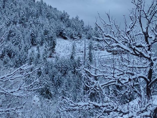 An apple orchard after fresh snowfall covered the hills with a white blanket in the upper Shimla area on Saturday.(HT Photo) An apple orchard after fresh snowfall covered the hills with a white blanket in the upper Shimla area on Saturday.(HT Photo)