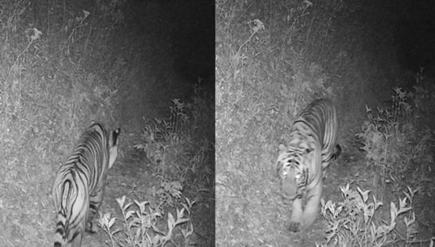 The Royal Bengal Tiger has been sighted at an altitude of 3,165 m above sea level for the first time in Nepal, raising concerns about the impact of global warming on wildlife. (ANI) The Royal Bengal Tiger has been sighted at an altitude of 3,165 m above sea level for the first time in Nepal, raising concerns about the impact of global warming on wildlife. (ANI)