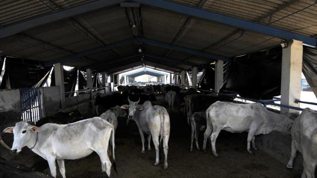A view inside the cow shelter. (Sunil Ghosh / Hindustan Times) A view inside the cow shelter. (Sunil Ghosh / Hindustan Times)