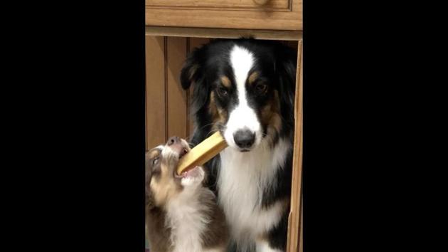 The image shows two cute canines sitting under a table. (Reddit/@SkaPlunk) The image shows two cute canines sitting under a table. (Reddit/@SkaPlunk)