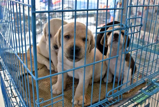 Pets for sale at a shop in Guru Teg Bahadur Hospital Road in Ludhiana on Sunday. Only 474 residents have registered their dogs so far, while no cats have been enrolled.(Harsimar Pal Singh/HT)
