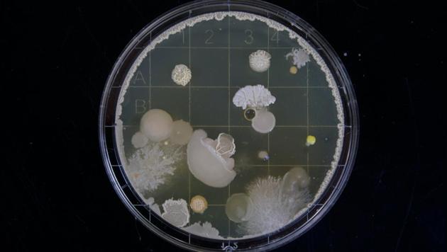 The research, published in the journal Atmospheric Research, deciphered the mystery of the transport of microorganisms across continents via ‘giant’ atmospheric particles called iberulites that could be inhaled by humans.(Unsplash) The research, published in the journal Atmospheric Research, deciphered the mystery of the transport of microorganisms across continents via ‘giant’ atmospheric particles called iberulites that could be inhaled by humans.(Unsplash)