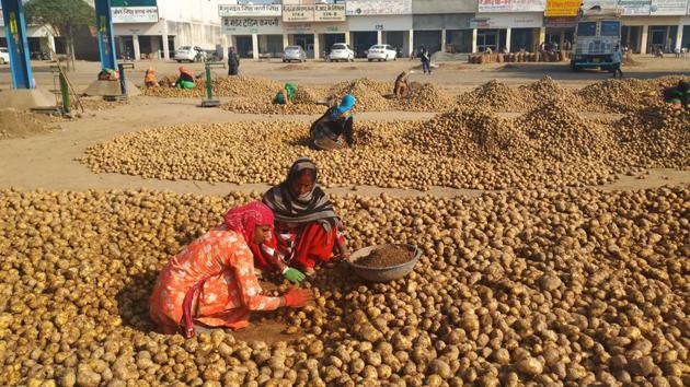 Due to the hike in prices, farmers have started uprooting premature potato and are earning between Rs 1.75 lakh and (HT Photo) Due to the hike in prices, farmers have started uprooting premature potato and are earning between Rs 1.75 lakh and (HT Photo)