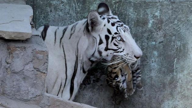 Before white tigress Nirbhaya’s death, the Delhi zoo had three pairs of white tigers. (Shankar Mourya/HT representative image) Before white tigress Nirbhaya’s death, the Delhi zoo had three pairs of white tigers. (Shankar Mourya/HT representative image)