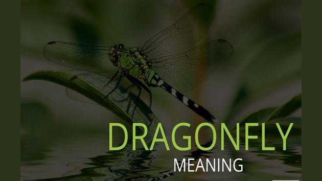 The Meaning Of Dragonfly Hindustan Times