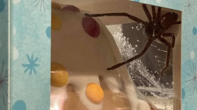 The image shows a spider inside a packet.(Facebook/@Katie Gompertz)