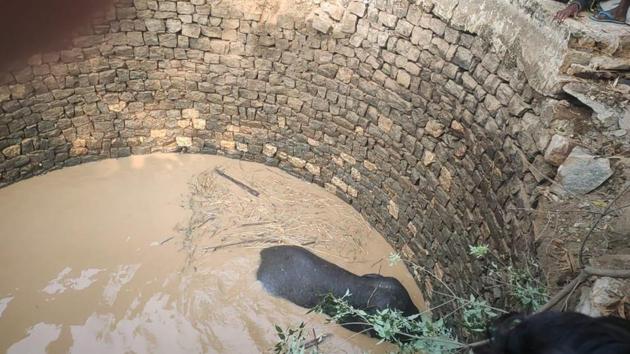 The elephants carried water by filling it into their trunks from a nearby pond and poured it into the well to rescue their herd member.(HT Photo) The elephants carried water by filling it into their trunks from a nearby pond and poured it into the well to rescue their herd member.(HT Photo)