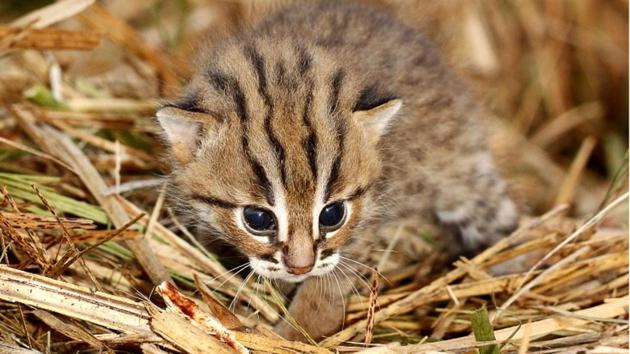 A rusty-spotten kitten.(Photo: Wildlife SOS)
