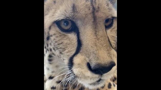 The image shows a cheetah named Redd. (Instagram/@cincinnatizoo) The image shows a cheetah named Redd. (Instagram/@cincinnatizoo)