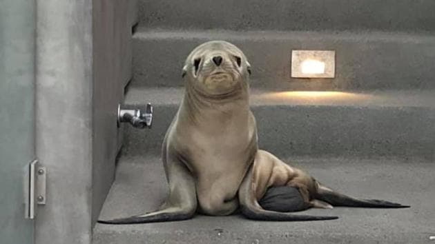 The seal pup was rescued by animal center officials. (Facebook/@manhattanbchpd) The seal pup was rescued by animal center officials. (Facebook/@manhattanbchpd)