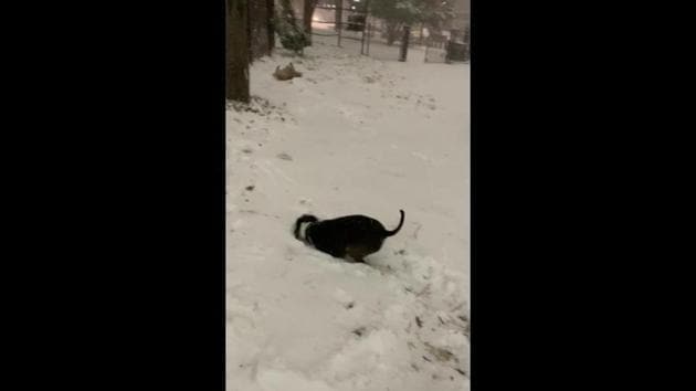 The image shows two dogs playing in the snow. (Reddit/@bedtyme) The image shows two dogs playing in the snow. (Reddit/@bedtyme)