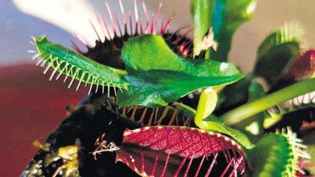 A Venus flytrap at the home of Payel Sarkar, who’s been growing carnivorous plants for three years. “I’ve watched in fascination and fright as they’ve devoured flies and spiders too,” she says.