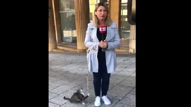 The image shows a stray feline playing with Larissa Aoun’s coat.(Twitter@LarissaAounSky)
