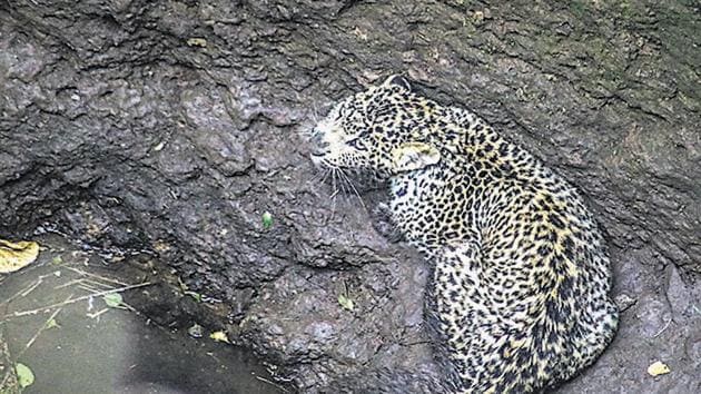 The male leopard that fell into a well in Ballalwadi located at Junnar sub-division was later rescued.(HT PHOTO)