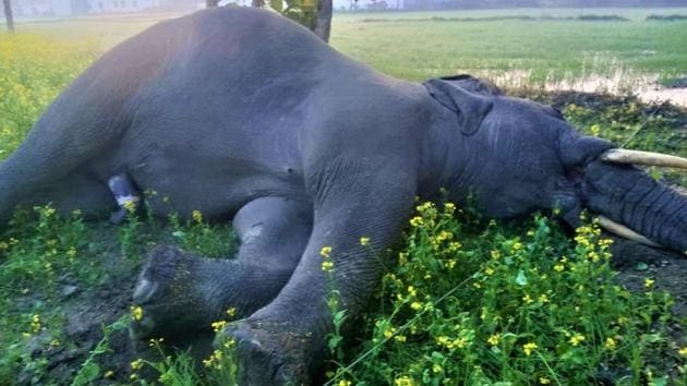 The electrocuted elephant lying in the field. (HT Photo)