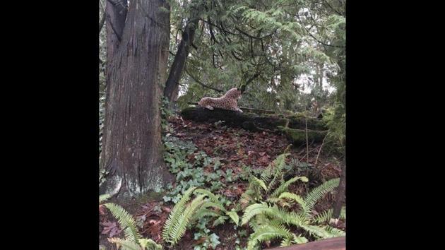 The image shows the animal that looked like a ‘cheetah’ to the caller who notified the Multnomah County Sheriff’s Office. (Instagram/@multcoso) The image shows the animal that looked like a ‘cheetah’ to the caller who notified the Multnomah County Sheriff’s Office. (Instagram/@multcoso)