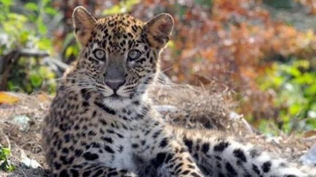 When it comes to different landscapes of India, central India and Eastern Ghats were found to have 8071 leopards stretching across Madhya Pradesh, Chhattisgarh, Jharkhand, Odisha, Maharashtra and Northern Telangana.(HT file photo) When it comes to different landscapes of India, central India and Eastern Ghats were found to have 8071 leopards stretching across Madhya Pradesh, Chhattisgarh, Jharkhand, Odisha, Maharashtra and Northern Telangana.(HT file photo)