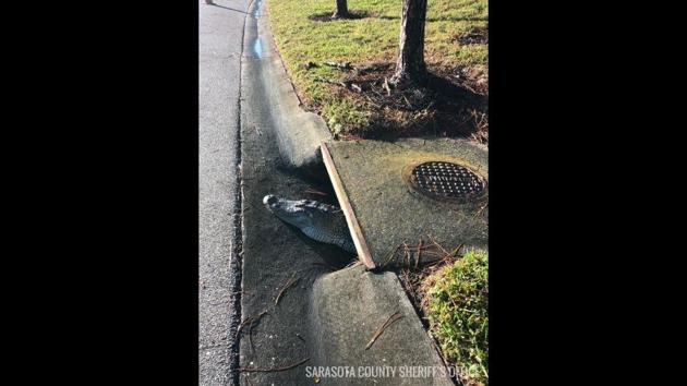 The image shows the crocodile poking out of a storm drain. (Facebook/@SarasotaCountySheriff) The image shows the crocodile poking out of a storm drain. (Facebook/@SarasotaCountySheriff)