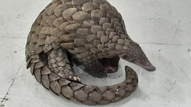 Pangolin rescued as police busts wildlife trade racket in Odisha