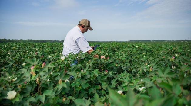 An agronomist examines cotton plants in Batesville, Mississippi, US.(via REUTERS) An agronomist examines cotton plants in Batesville, Mississippi, US.(via REUTERS)