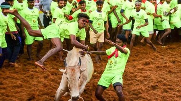 Participants attempt to tame a bull during Jallikattu, in Madurai.(PTI)