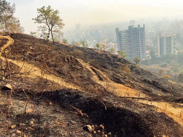 Vasundhara Abhiyan Baner (VAB), an NGO which is working for conserving the biodiversity on the hill had planted these trees over the period of 14 years (HT PHOTO) Vasundhara Abhiyan Baner (VAB), an NGO which is working for conserving the biodiversity on the hill had planted these trees over the period of 14 years (HT PHOTO)