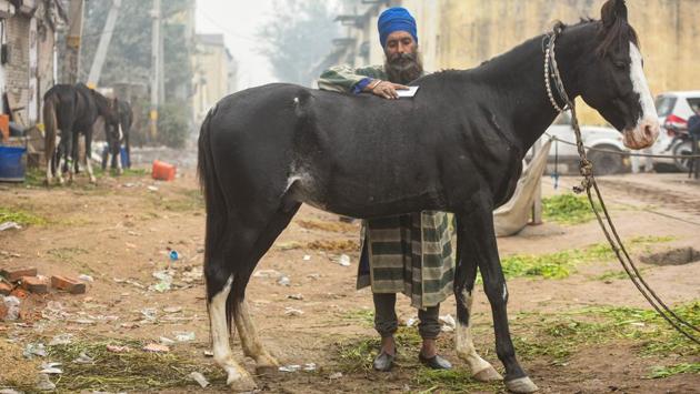 A member of the Nihang Sikh community grooms his horse at the Singhu border protest site near New Delhi on December 12. (Amal KS / HT Photo) A member of the Nihang Sikh community grooms his horse at the Singhu border protest site near New Delhi on December 12. (Amal KS / HT Photo)