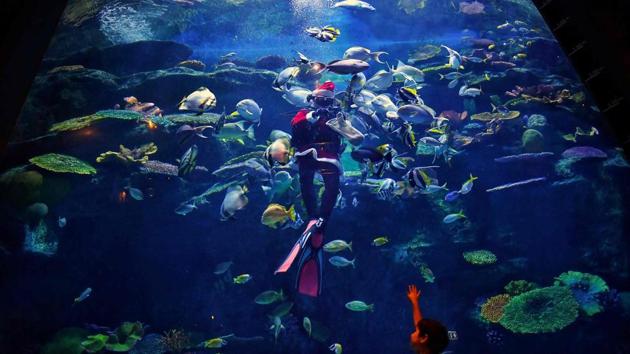 A diver wearing a Santa Claus outfit as part of Christmas celebrations feeds the fish at Sea Life Bangkok Ocean World aquarium in Bangkok on December 24. (Lillian Suwanrumpha / AFP) A diver wearing a Santa Claus outfit as part of Christmas celebrations feeds the fish at Sea Life Bangkok Ocean World aquarium in Bangkok on December 24. (Lillian Suwanrumpha / AFP)