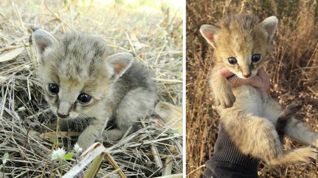 The rescued kitten of a Jungle cat. (Photo: Kunal Gokhale) The rescued kitten of a Jungle cat. (Photo: Kunal Gokhale)